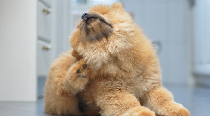 かゆい犬イメージ