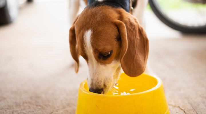 犬水飲むイメージ