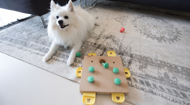 犬の知育トイイメージ