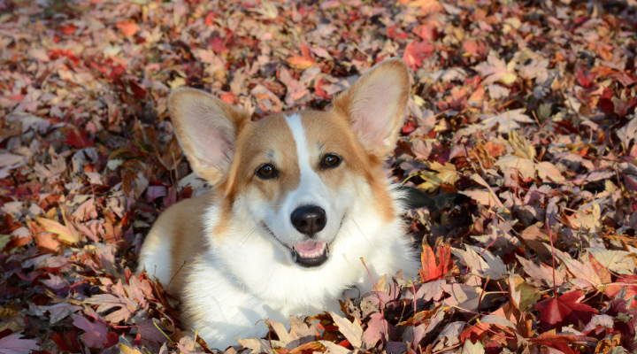 犬と紅葉を楽しむ散歩