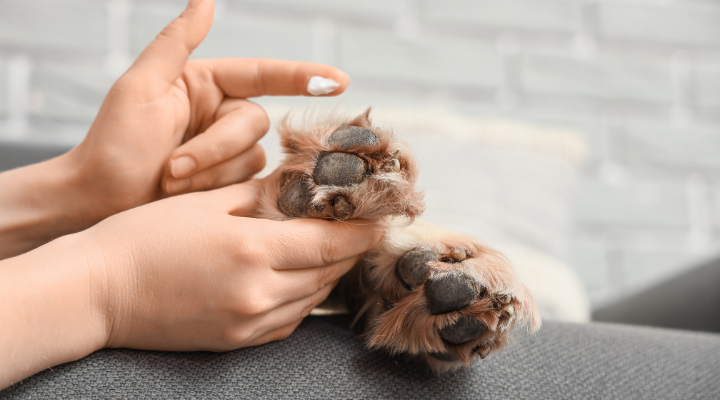 犬と紅葉を楽しむ散歩