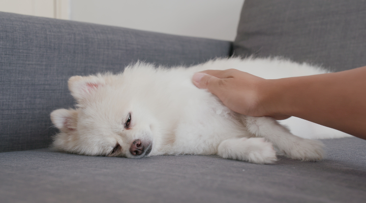 秋の紅葉の中を歩くシニア犬
