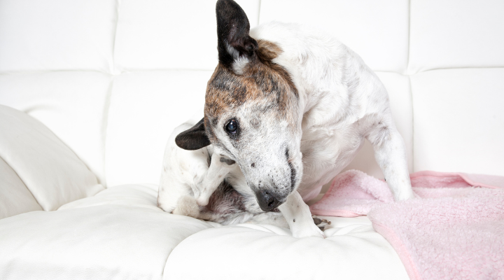 アレルギー犬イメージ