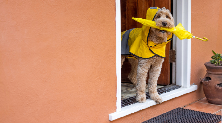 梅雨犬のイメージ